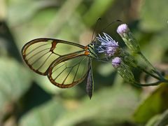 Episcada hymenaea hymenaea