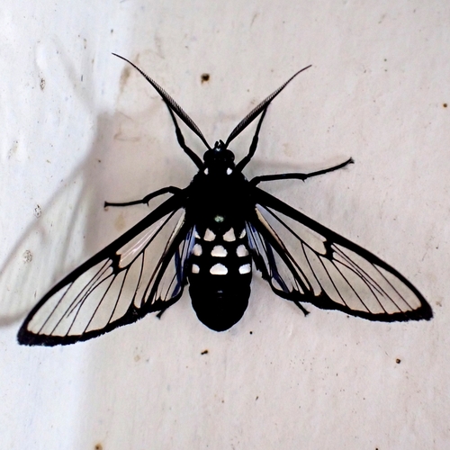 Homoeocera magnolimbata