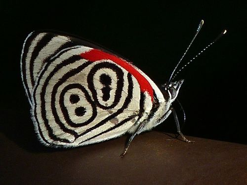 Widespread Eighty-eight