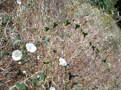 Calystegia occidentalis