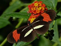 Heliconius erato phyllis
