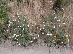 Calystegia occidentalis