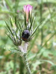 Cosmopepla conspicillaris