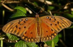 Dione vanillae maculosa