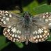 Orcus Checkered-Skipper - Photo (c) Gustavo Fernando Durán, some rights reserved (CC BY-NC-SA)