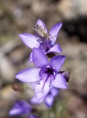 Gilia achilleifolia