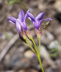 Gilia achilleifolia