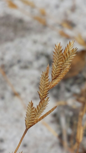 Eragrostis boinensis image