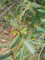 Frangula californica tomentella