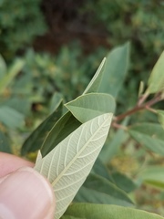 Frangula californica tomentella