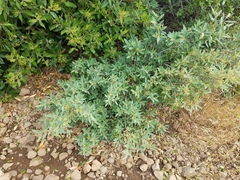 Frangula californica tomentella