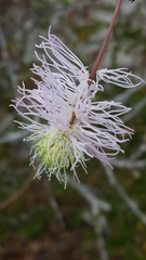 Dichrostachys