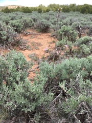 Boechera consanguinea