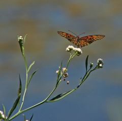 Dione vanillae maculosa