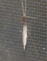 Conosia irrorata