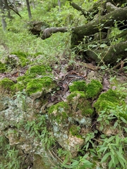 Thamnophis cyrtopsis ocellatus