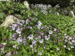 Triteleia clementina