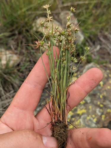 Leafybract dwarf rush (Juncus capitatus)