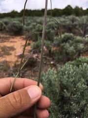 Boechera consanguinea