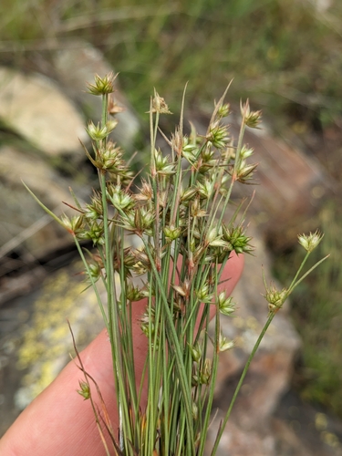 Image of Juncus capitatus by (c) Denys Vynokurov, some rights reserved (CC BY)