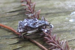 Agathinus tridens