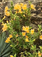 Diplacus longiflorus