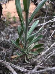 Boechera consanguinea