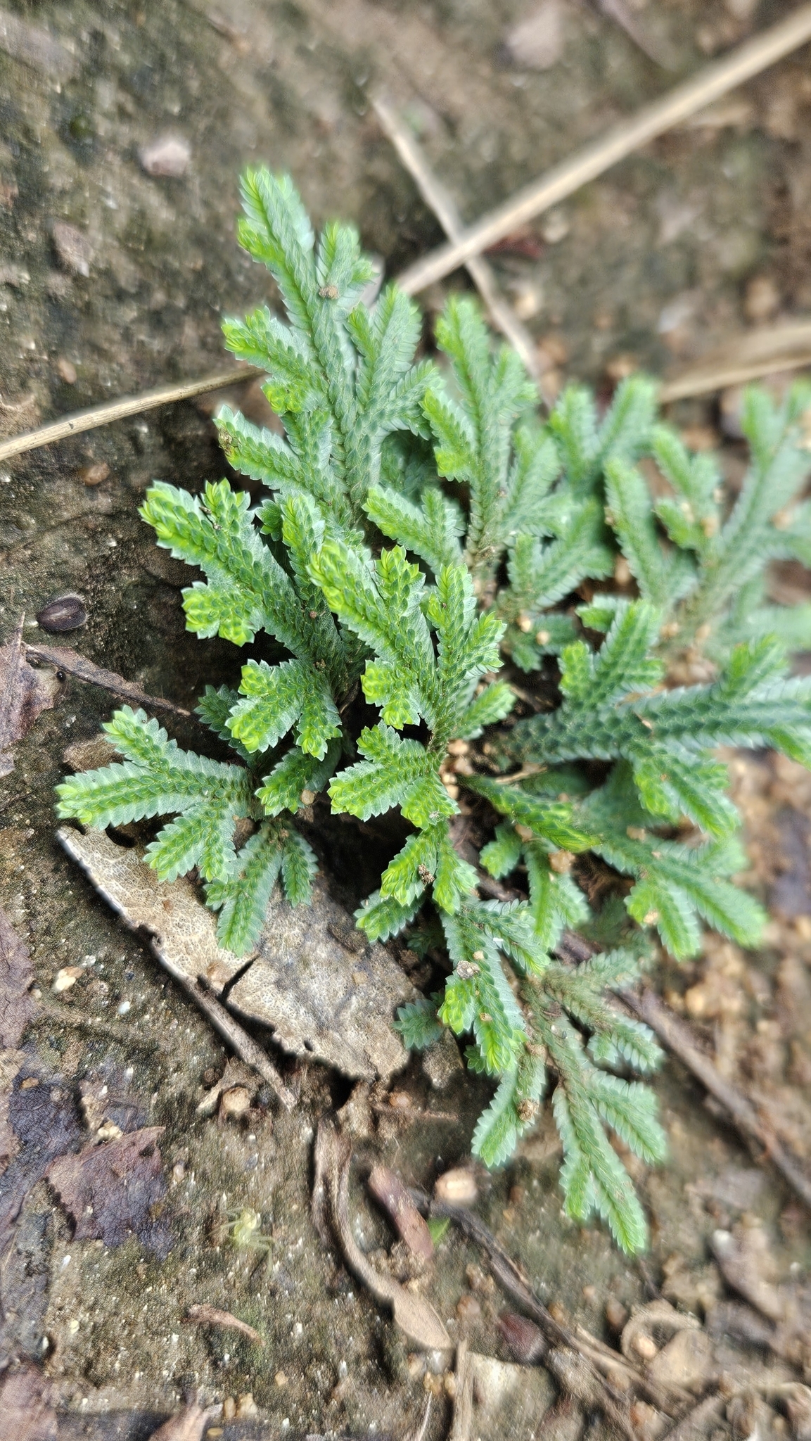 Selaginella convoluta
