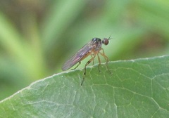Ocydromiinae