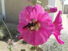 Megascolia maculata maculata