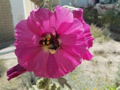 Megascolia maculata maculata