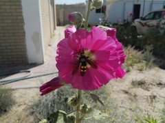 Megascolia maculata maculata