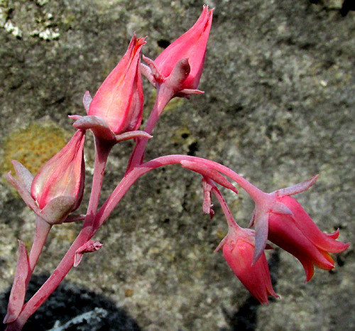 Echeveria halbingeri