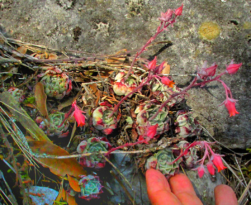 Echeveria halbingeri