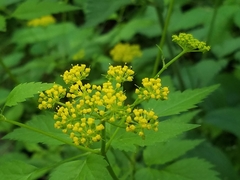 Thaspium trifoliatum