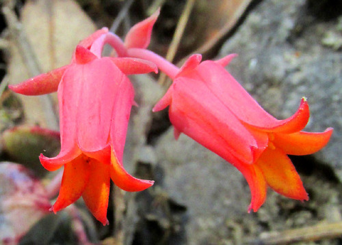 Echeveria halbingeri