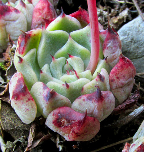 Echeveria halbingeri