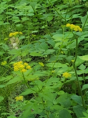 Thaspium trifoliatum