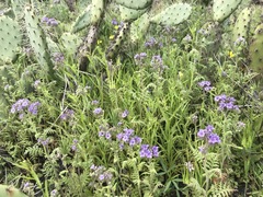 Phacelia floribunda