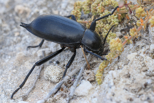 Lithoblaps plana