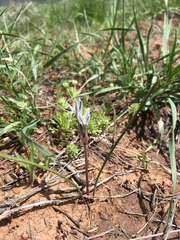 Androstephium breviflorum