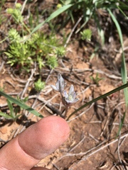 Androstephium breviflorum
