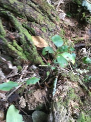 Melicytus ramiflorus ramiflorus