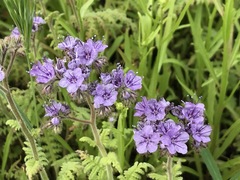 Phacelia floribunda