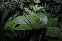 Thamnodynastes pallidus