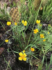 Eschscholzia ramosa