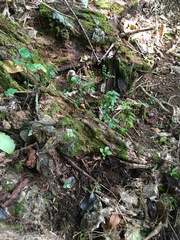 Melicytus ramiflorus ramiflorus