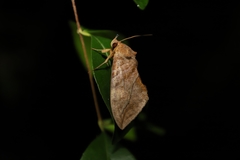 Eudocima serpentifera