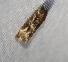 Lobesia transtrifera
