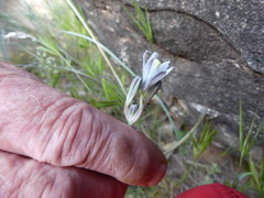 Androstephium breviflorum